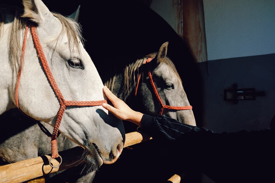 The Basics of Horse Care and Welfare: What Every Rider Should Know